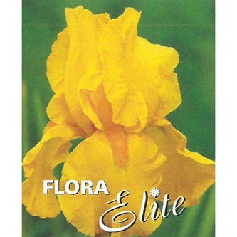 Iris germanica Yellow I, 1 ks