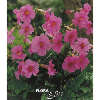 Incarvillea delavayi I, 3 ks