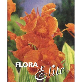 Canna Greenleaved Pretoria I, 1 ks