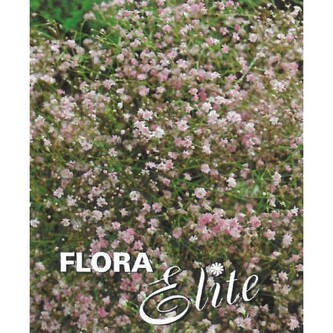 Gypsophila paniculata Pink I, 3 ks