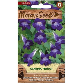 Asarina - FIALOVÁ_0,04 g