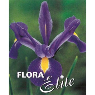 Iris Hollandica Blue Magic 8/9, 10 ks