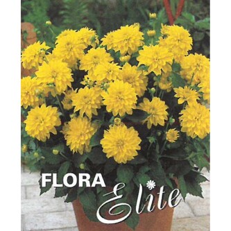 Jiřina Decorative Gallery Cézanne I, 1 ks