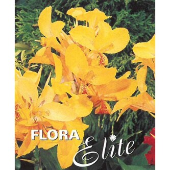 Canna Dwarf Golden Lucifer I, 1 ks