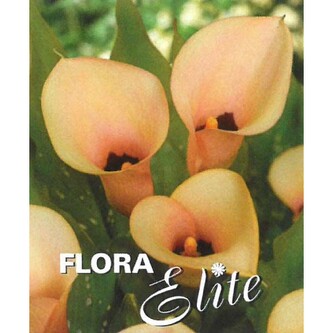 Calla Salmon 14/16, 1 ks