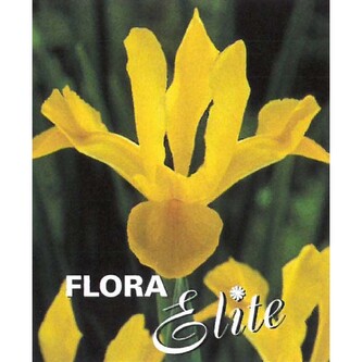 Iris Hollandica Royal Yellow 8/9, 10 ks