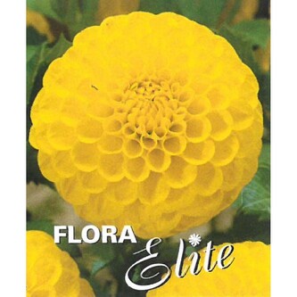 Jiřina Ball Golden Torch I, 1 ks