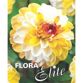 Jiřina Decorative Double Jill  I, 1 ks