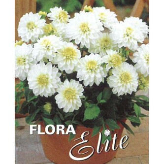 Jiřina Decorative Gallery Art Fair I, 1 ks