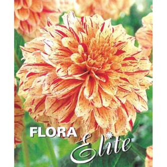 Jiřina Decorative Painted Madam I, 1 ks