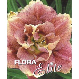 Hemerocallis Happy Hooligan I, 1 ks