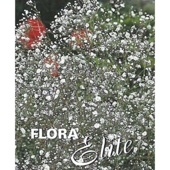 Gypsophila paniculata White I, 3 ks