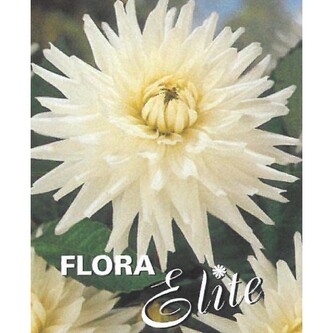 Jiřina Cactus My Love I, 1 ks