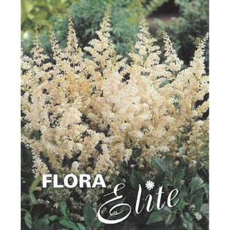 Astilbe Arendsii White 2/+, 1 ks