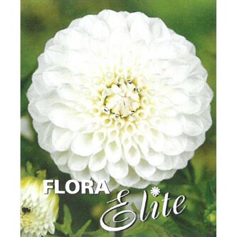 Jiřina Ball Boom Boom White I, 1 ks