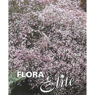Gypsophila Flamingo I, 1 ks