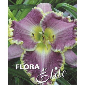 Hemerocallis Darla Anita I, 1 ks