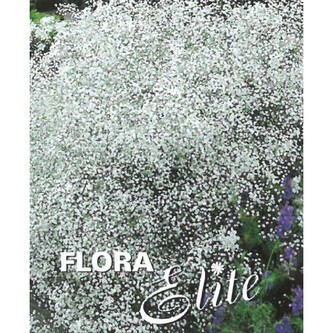 Gypsophila Perfecta I, 1 ks