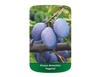 Švestka HAGANTA I.jakost