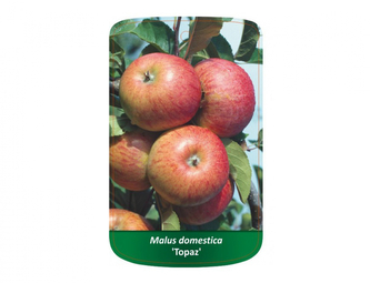 Jabloň TOPAZ I.jakost