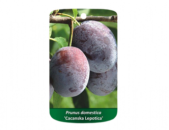 Švestka LEPOTICA OR NAJBOLIA I.jakost