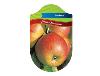 Jabloň ZLATÁ RENETA I.jakost