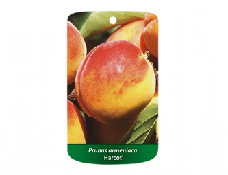 Meruňka HARCOT OR GOLDRICH I.jakost