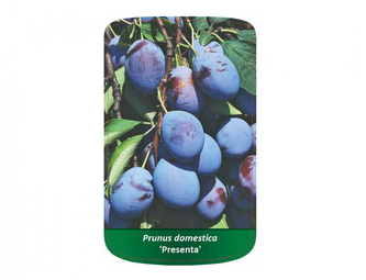 Švestka PRESENTA I.jakost