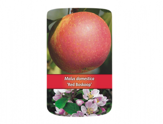 Jabloň RED BOSCOOP I.jakost