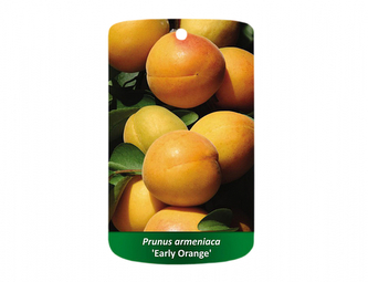 Meruňka EARLY ORANGE I.jakost