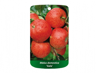 Jabloň GALA I.jakost