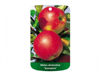 Jabloň CHAMPION I.jakost