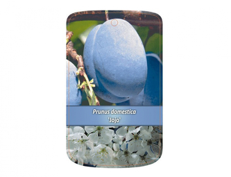 Švestka JOJO I.jakost