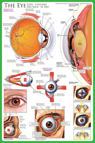 Plakát, Obraz - The eye, 61 × 91.5 cm