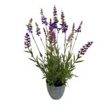 Levandule v květináči  55496