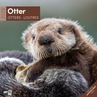 Otter Kalender 2026 - 30x30