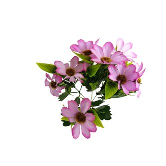 Kosmos kytička fialková  JH026 fialková