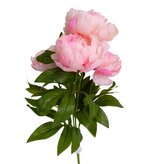 Pivoňka kytice sv. růžová  JH071 sv. růžová