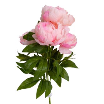 Pivoňka kytice sv. růžová  JH071 sv. růžová
