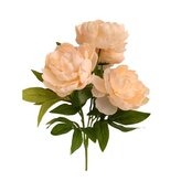 Pivoňka kytice sv. meruňková  JH071 sv. meruňková