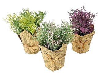 Roślina w ozdobnej doniczce MIX