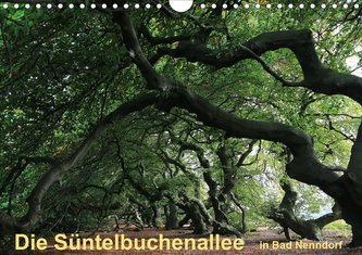 Die Süntelbuchenallee von Bad Nenndorf (Wandkalender 2021 DIN A4 quer)