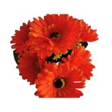 Gerbera kyt., oranžová  J153 oranžová