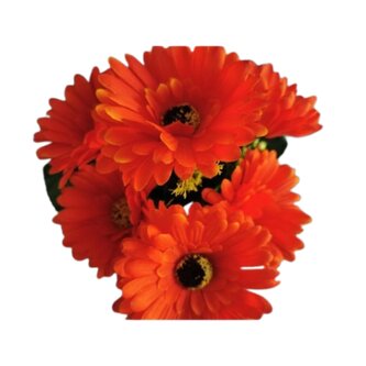 Gerbera kyt., oranžová  J153 oranžová