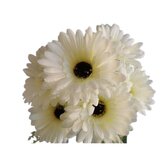 Gerbera kyt., bílá  J153 bílá