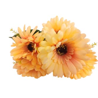 Gerbera kyt., meruňková  J153 meruňková