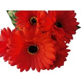 Gerbera kyt., červená  J153 červená