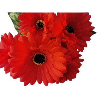 Gerbera kyt., červená  J153 červená