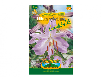 Lilie, orientální hybridy LAVENDEL-LILA 1ks