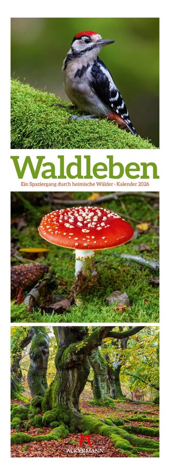 Waldleben Triplet-Kalender 2026 | Spaziergang durch heimische Wälder